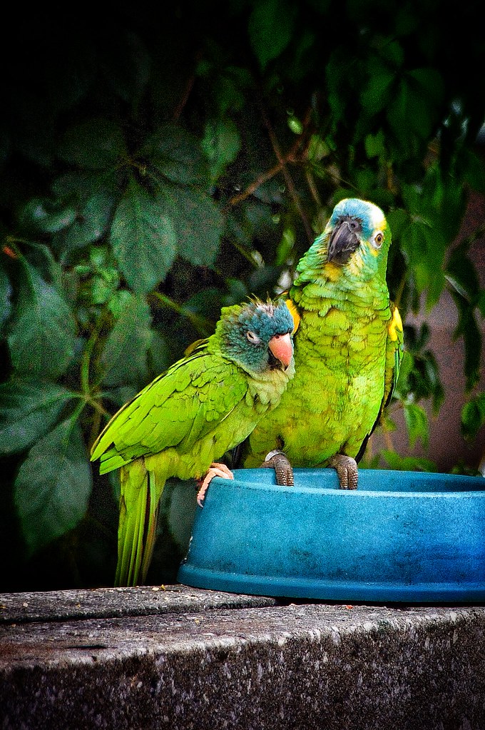 Ottawa Ontario Canada Parrot Man of Ottawa Birds taking a Rest