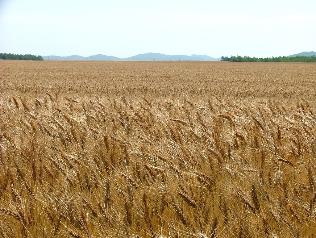 Amber Waves 1942 2011 12 11 file Wheat Crop Oklahoma John H Crain Flickr