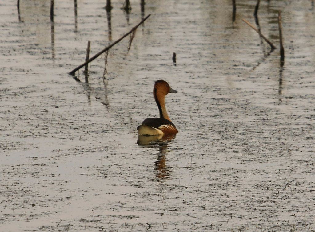 Fulvous WhistlingDuck Anahuac NWR Anahuac TX 20150… Flickr
