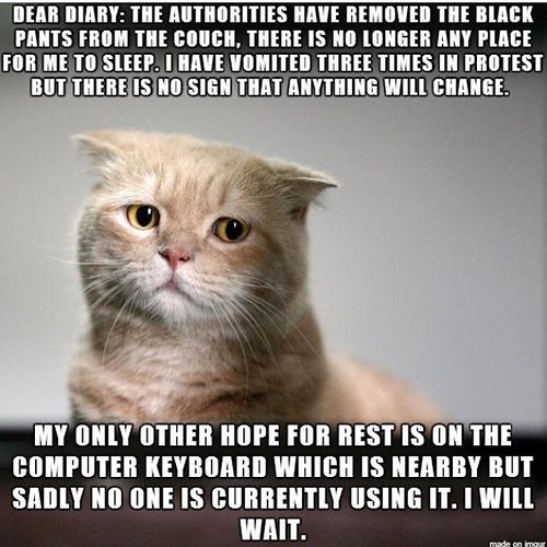 I'm dying 😂 cat meme funny hilarious Cathy Flickr