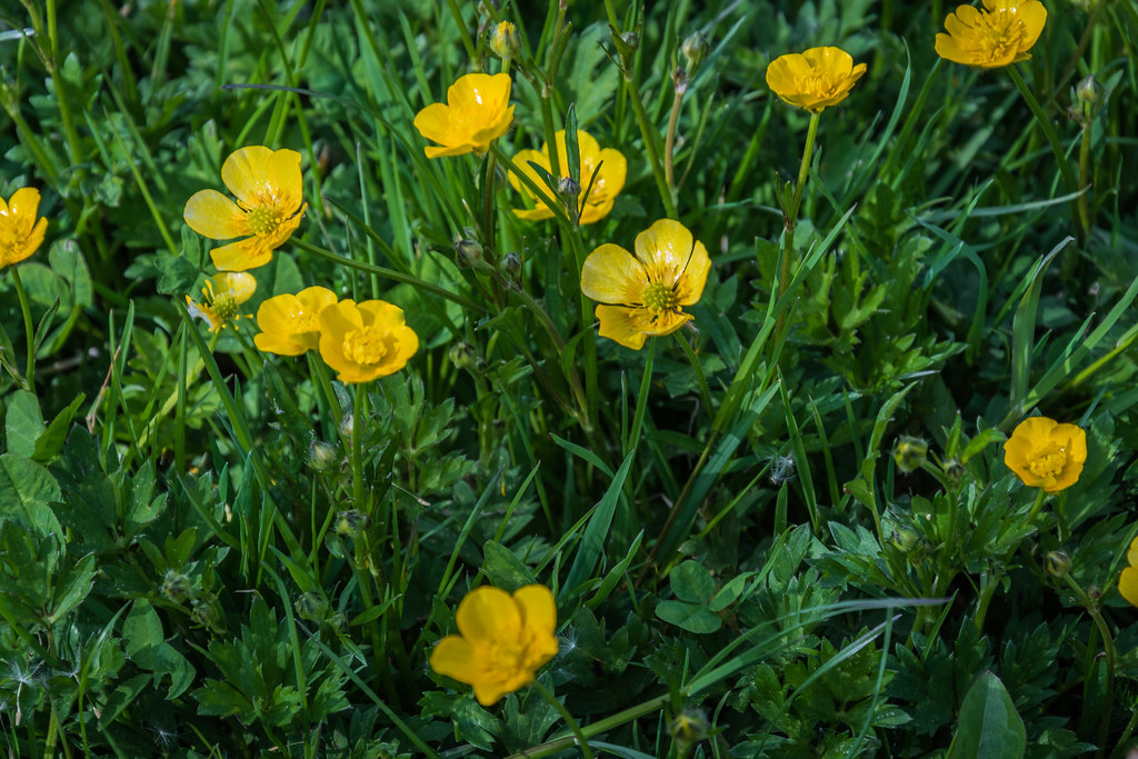 Buttercups Do you like butter ? Hold one of these flowers … Flickr