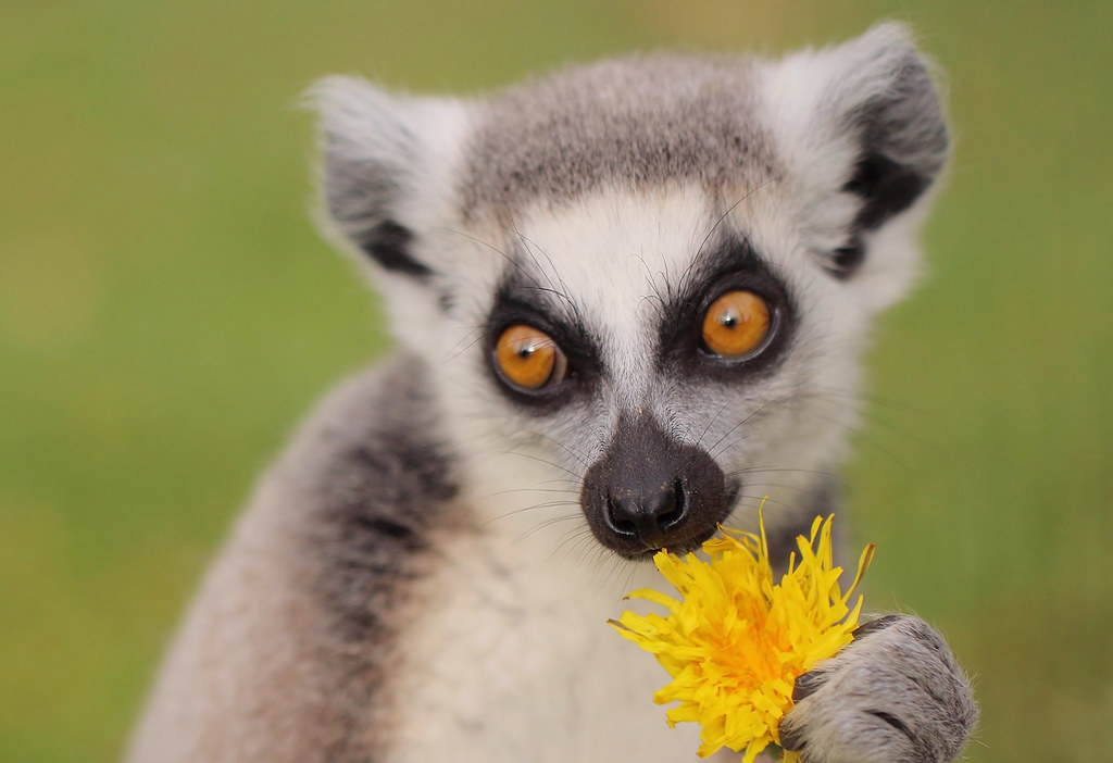 ...a very cute Ringtailed Lemur holding a flower I gave… Flickr