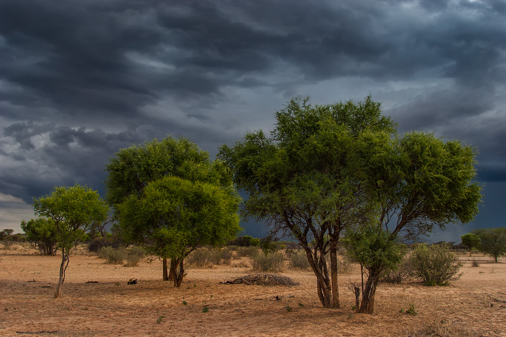 Acacia Grove A small grove of acacias waits in the, still … Flickr