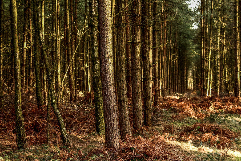 Cannock Chase Birches Valley Katie Thorpe Flickr