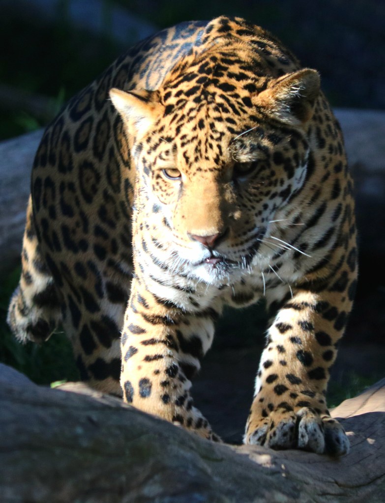 Jaguar The jaguar is a large cat and has a compact