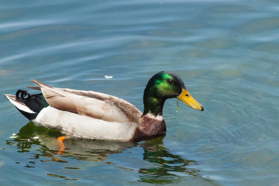 Stansbury Park and Pond during our cleanup on 5/16/15 Flickr