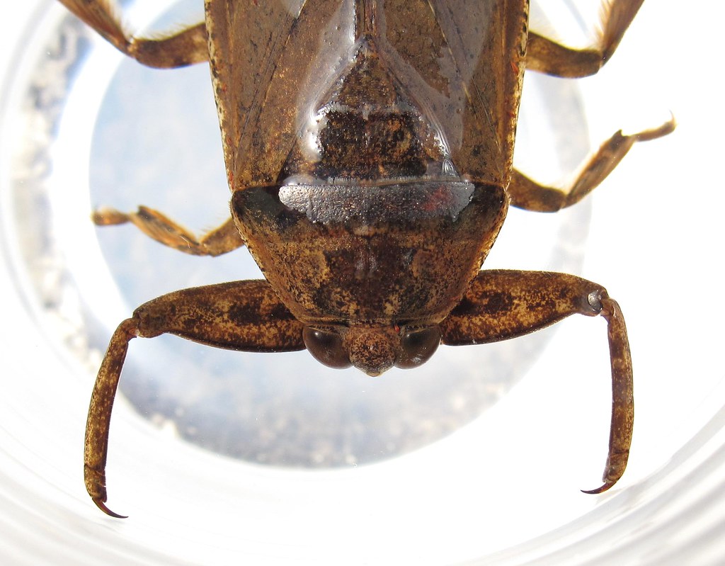 Giant Water Bug (Lethocerinae) New Paltz, NY (April 19, 20… Flickr