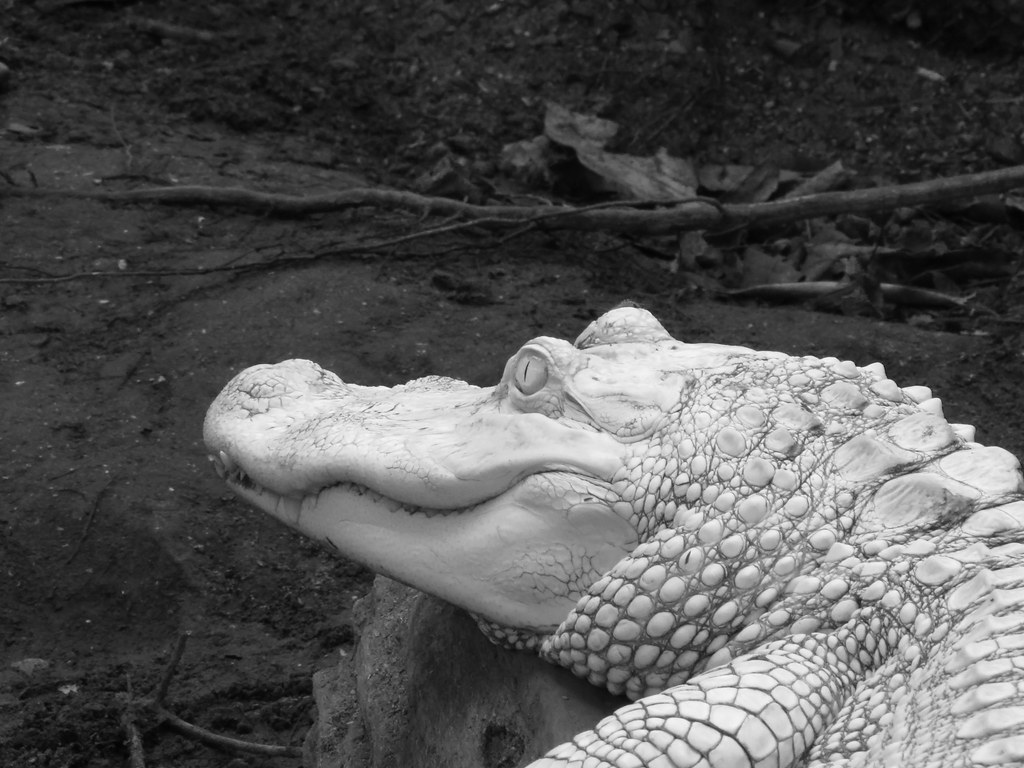 Luna Albino alligator at North Carolina Aquarium Ann corvidaestudio