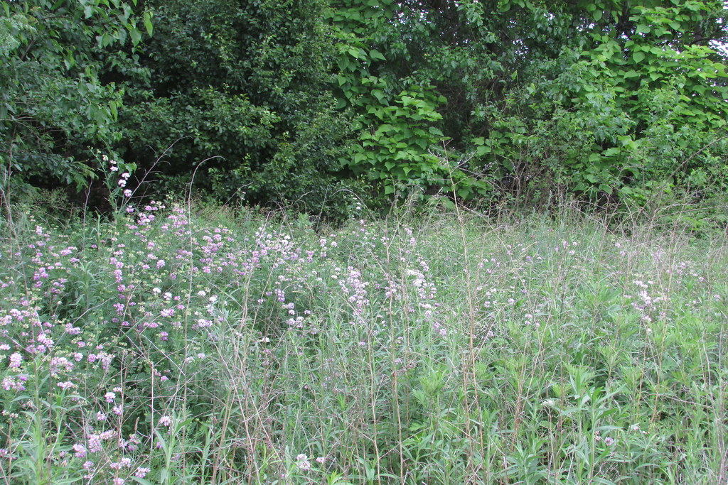 HCG July 2016 Hammonton Garden Flickr