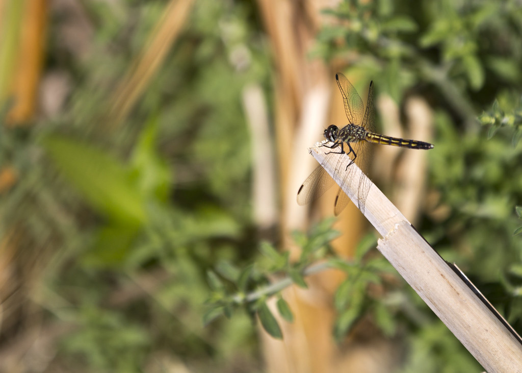 Striped Dragonfly 1 Nico Angleys Flickr