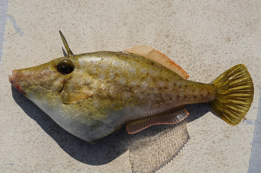 Toothbrush Leatherjacket, Acanthaluteres vittiger Chris Flickr
