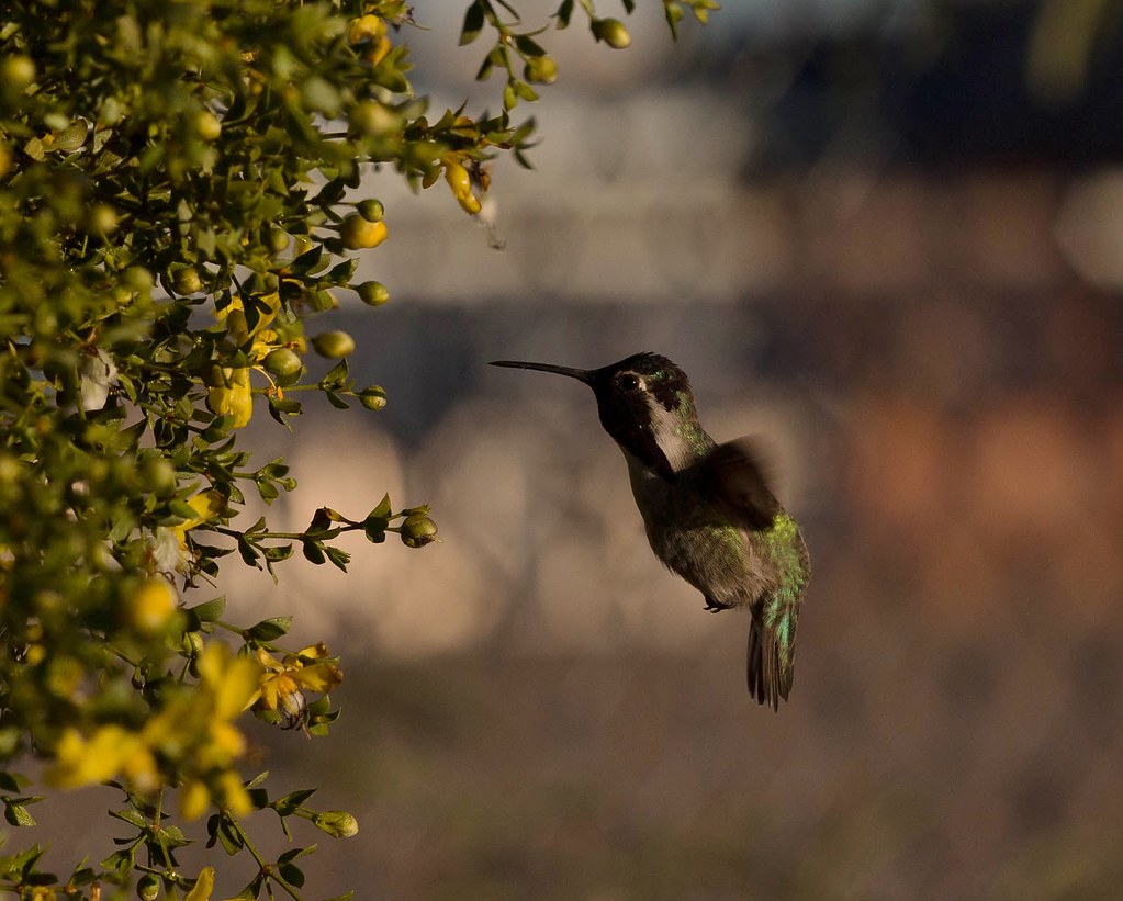 Hungry Creosote Bush beside the fencing surrounding the Sp… Flickr