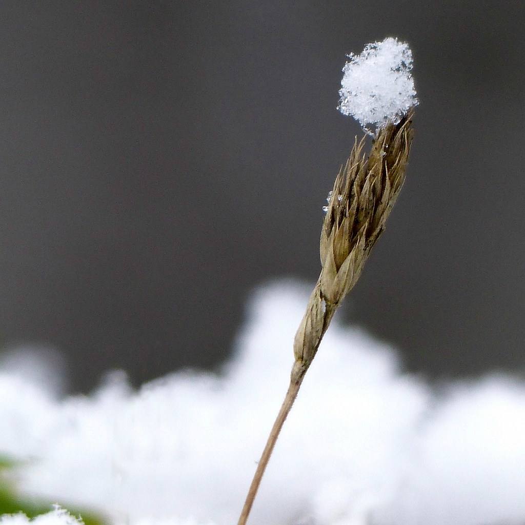 brief encounter Edinburgh Nette Flickr