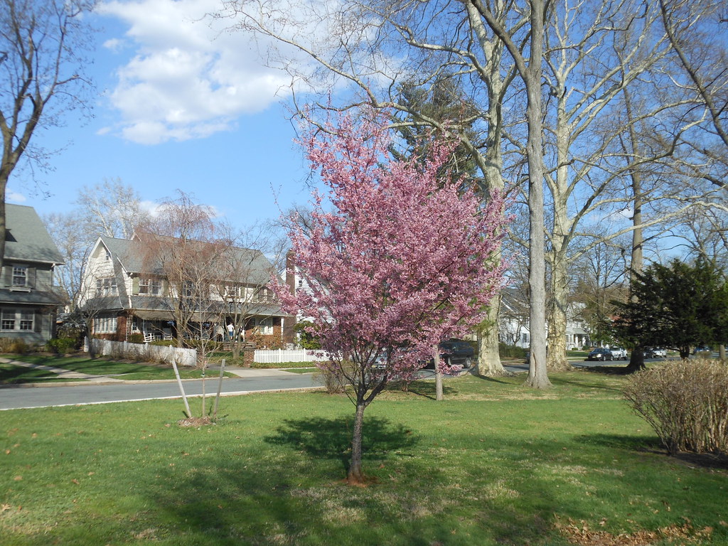 Single Cherry Blossom Tree, Upper Montclair, NJ Like most … Flickr