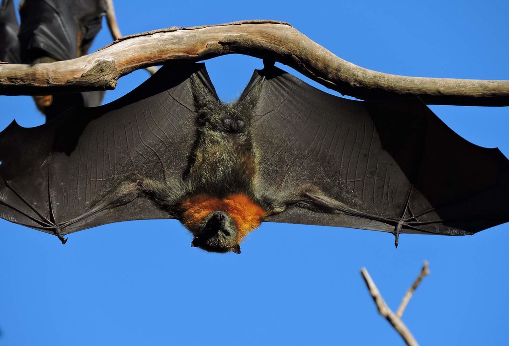 Ecstasy of Yarra Bend Park fruit bats May 2015 5 Graeme Butler Flickr