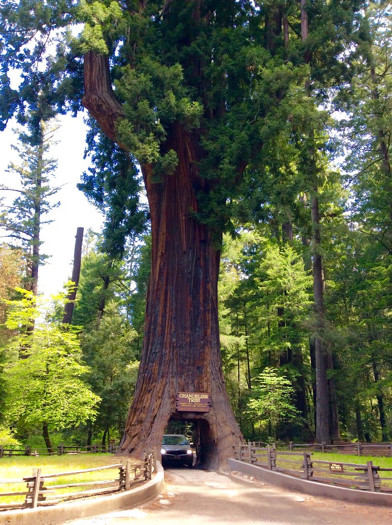 Chandelier Tree World Famous Chandelier Tree California Curiosities