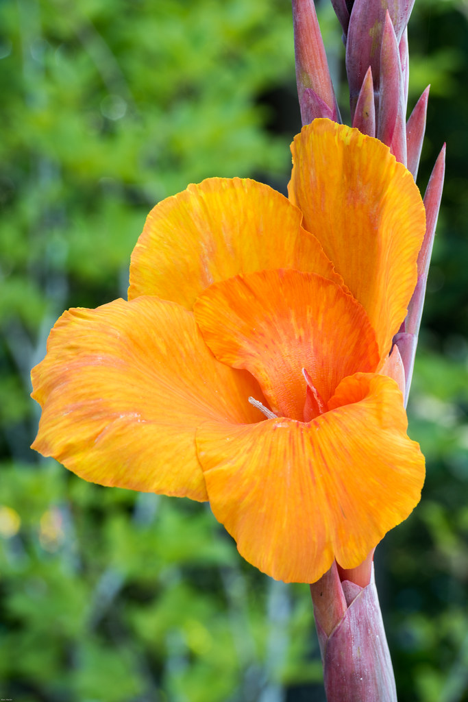 Orange canna lily at the Atlanta Botanical Garden Marc Merlin Flickr