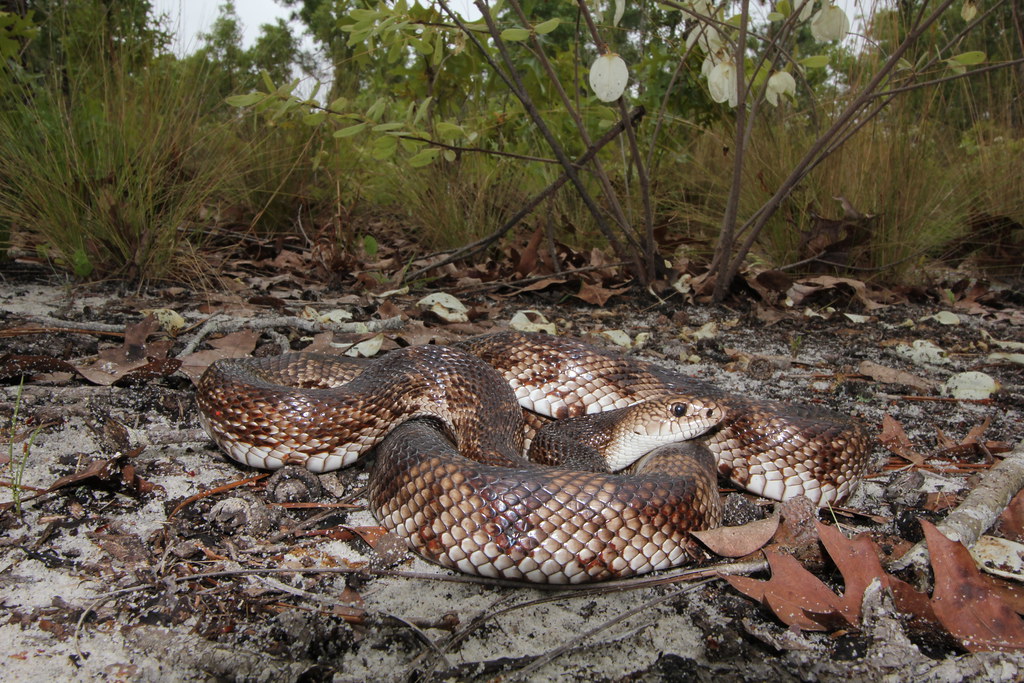 Florida pine snake A pine snake found at a survey site in … Flickr