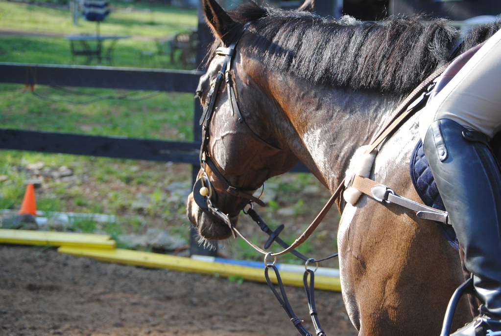DSC_0460 Horse Quarters Farm Flickr