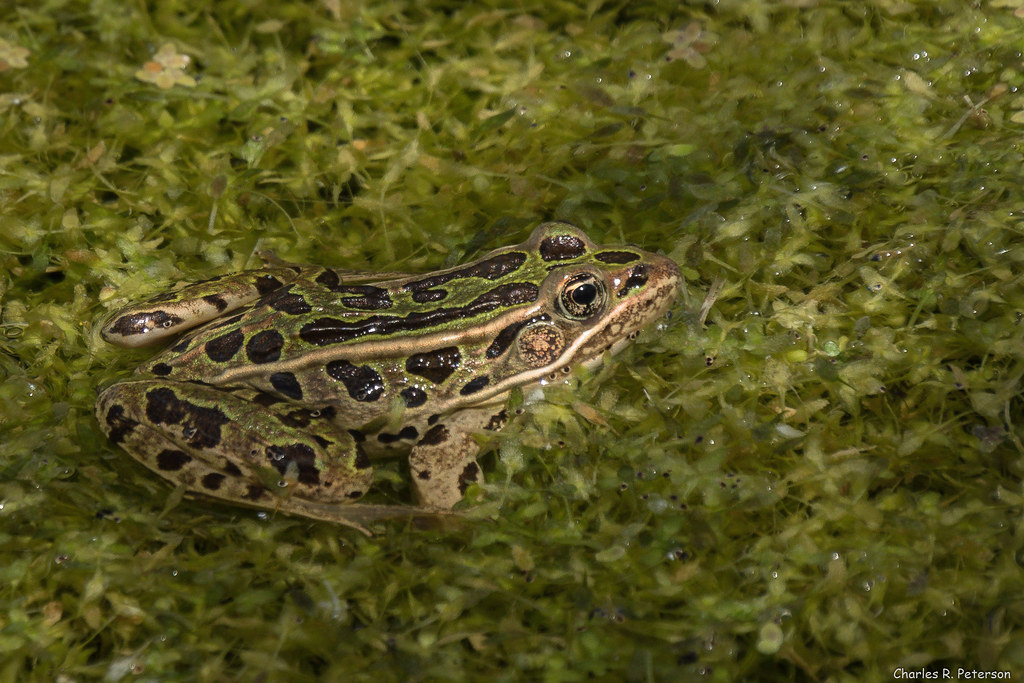 Northern Leopard Frog Idaho O'Neall Ecological Reserve, … Flickr