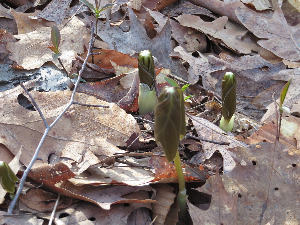 Bedford Glens 41815 015 May Apple is also known by these… Flickr