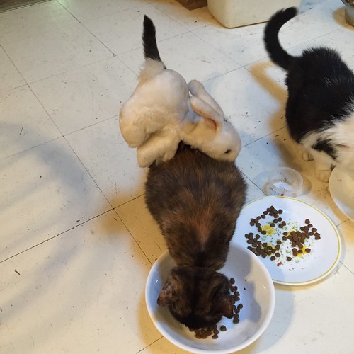 Horrible rabbit attack Huge, nasty fangs...Caught Mandy to… Flickr