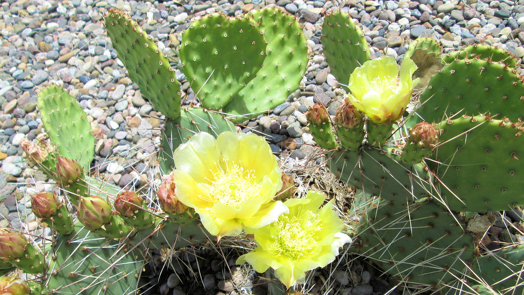 IMG_4392 Blooming cactus. New Mexico. May 25, 2015. Misc p… Flickr