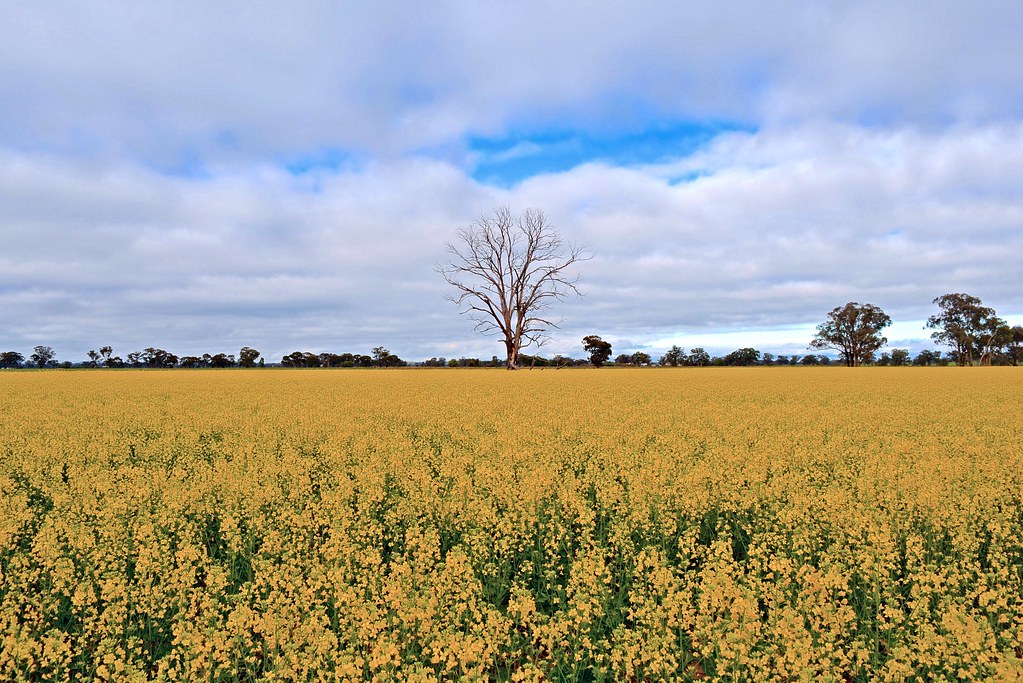 "Land of the Rainbow Gold" Canola field in bloom, Marong, … Flickr