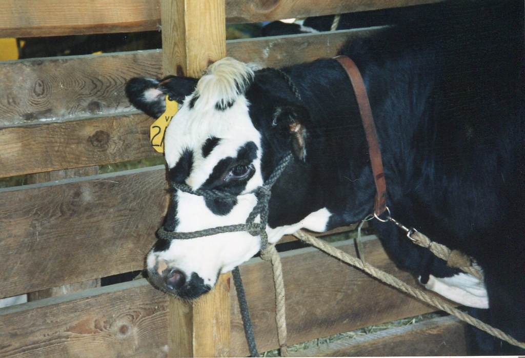 Holstein/Hereford cross dairy offspring, destined for be… Flickr