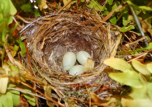 House Finch eggs, Tierrasanta, CA, 5915 AzureJay Wildlife