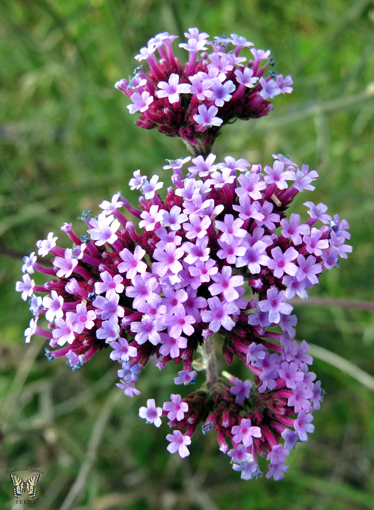 Verbena bonariensis From the Swallowtail Garden Seeds coll… Flickr