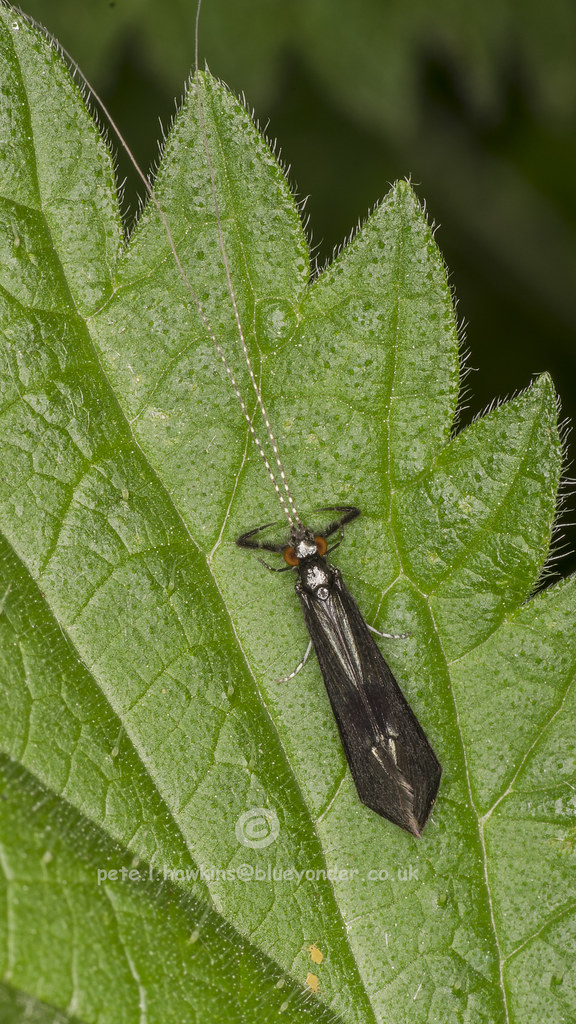 _IMG7811 Black Dancer Caddisfly Pete Hawkins Flickr