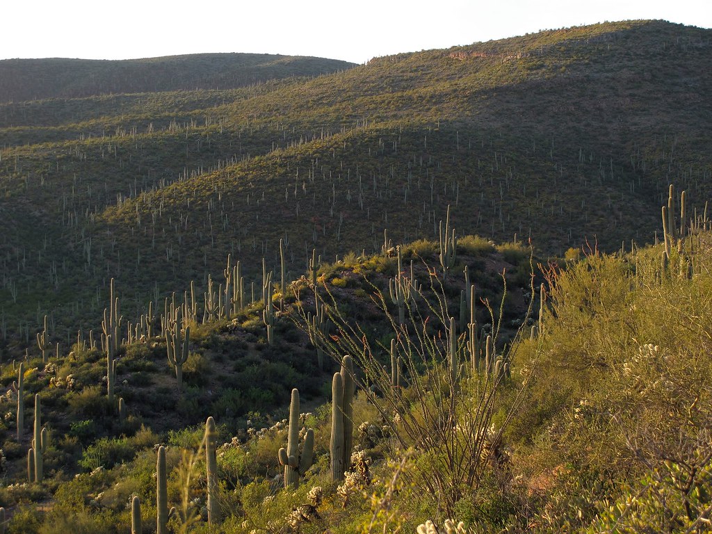 Giant Cactus Country A cactus forest in the Sierra Ancha f… Flickr
