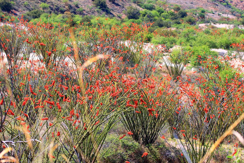 ocotillo at Patagonia State Park AZ 854A9701 Ocotillo grow… Flickr