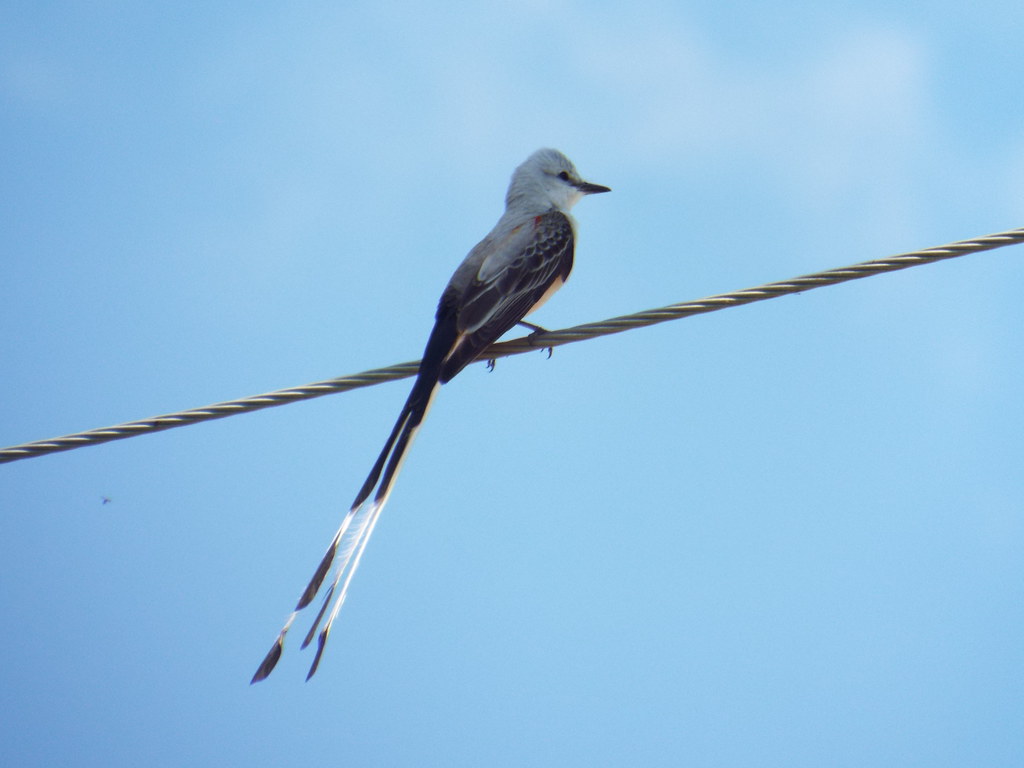 Scissortailed Flycatcher, Heritage Park, Sachse, Texas Flickr