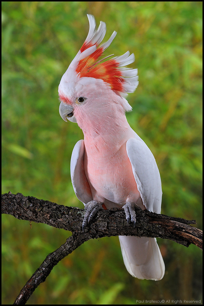 Major Mitchell Cockatoo Beautiful Australian Major Mitchel… Flickr
