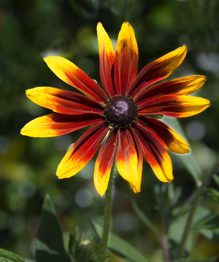 Red and Yellow Coneflower Steven Anschel Flickr