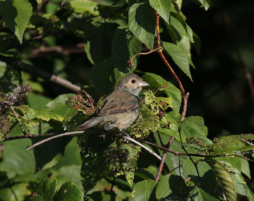 Indigo Bunting (juvenile male) I went out yesterday intent… Flickr