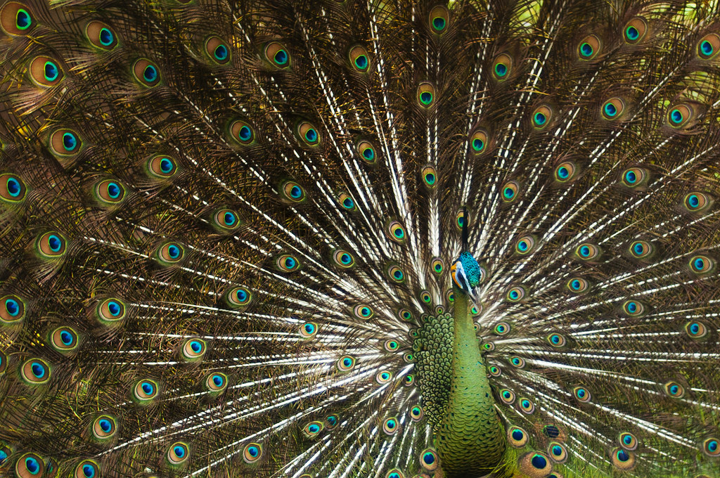 Merak Hijau | Merak Hijau (Pavo Muticus) Adalah Salah Satu B… | Flickr 680_X_1024_jpg