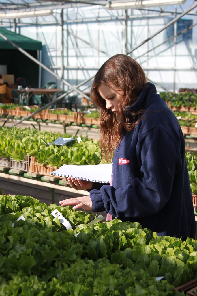 An expanded lettuce shelf life experiment Flickr