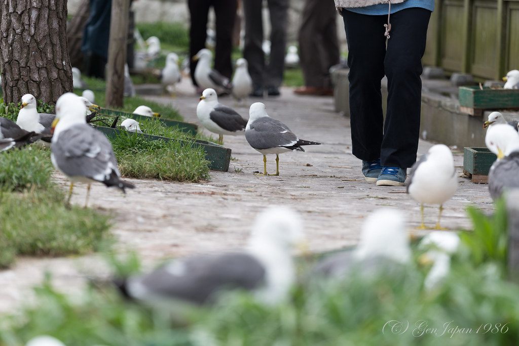 蕪島 ウミネコ LENSnuma GenJapan1986 Flickr