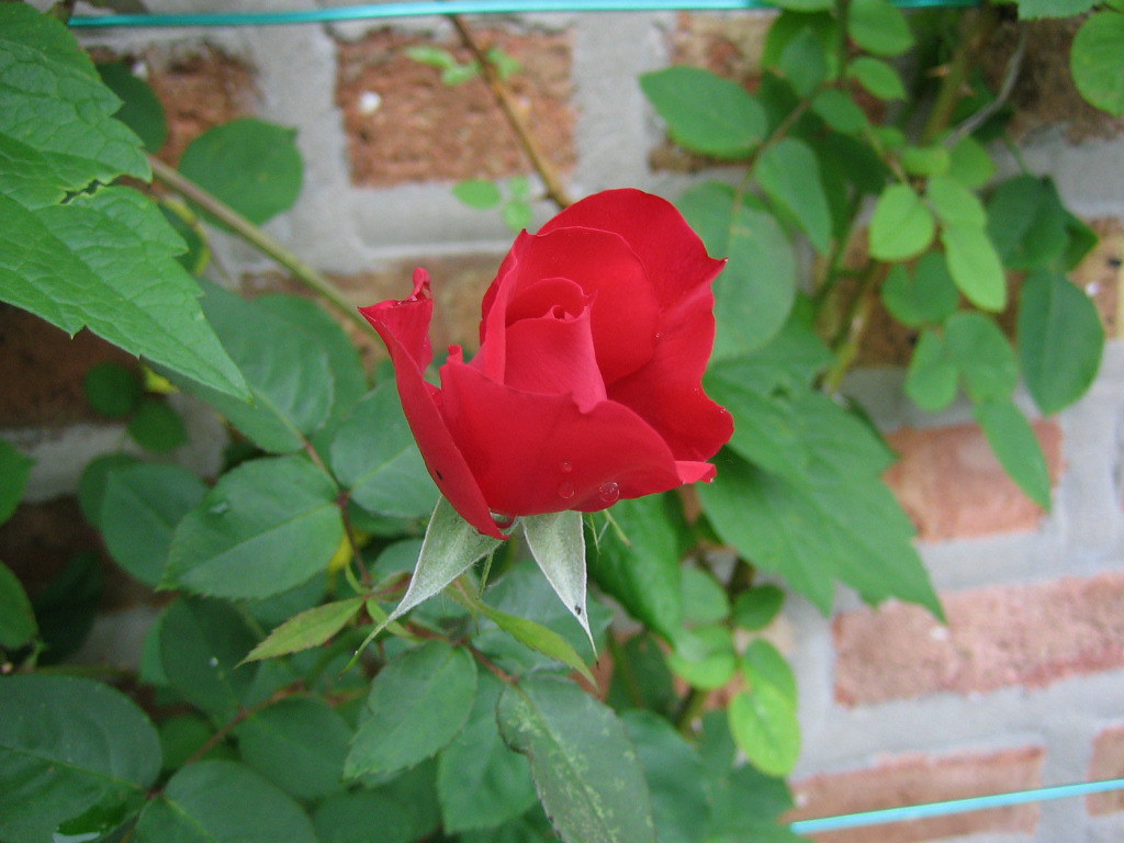 Ramblin' Red rose May 31, 2006. A hardy climbing rose, thi… Flickr