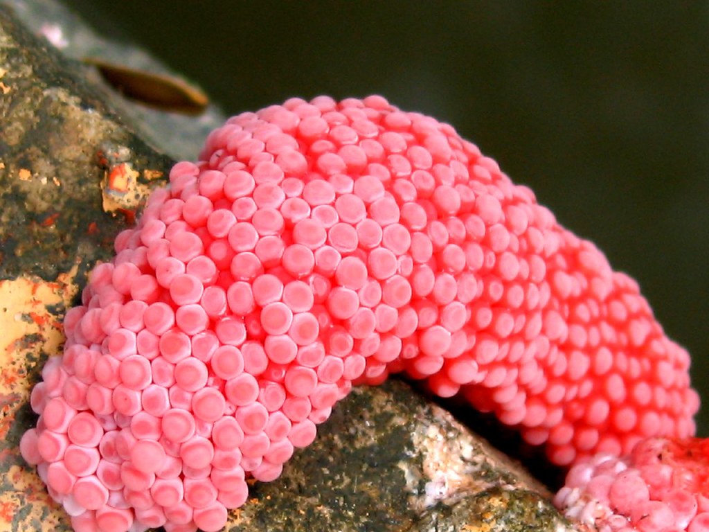 Sea snails eggs Ever thought how snails reproduce? These e… Flickr