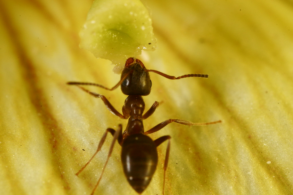 Ants eating pollen (or is it nectar they're after?) Flickr