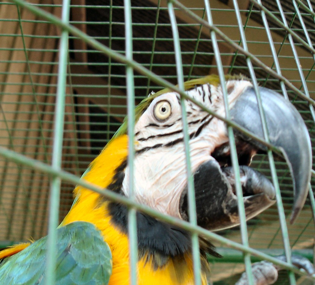 The Infamous Norwegian Blue? I think his eye looks complet… Flickr