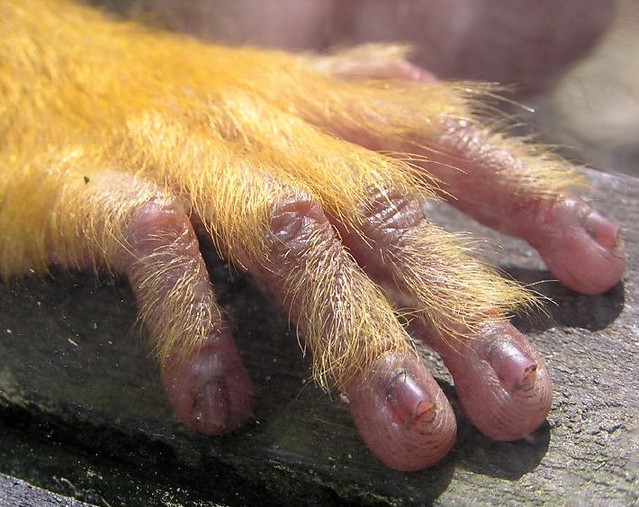Monkey Hand Just going through some pictures, and I came a… Flickr