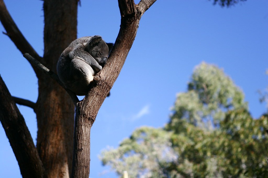 Koala in a tree Drunk, probably. Fleay's Wildlife Reserve Bill
