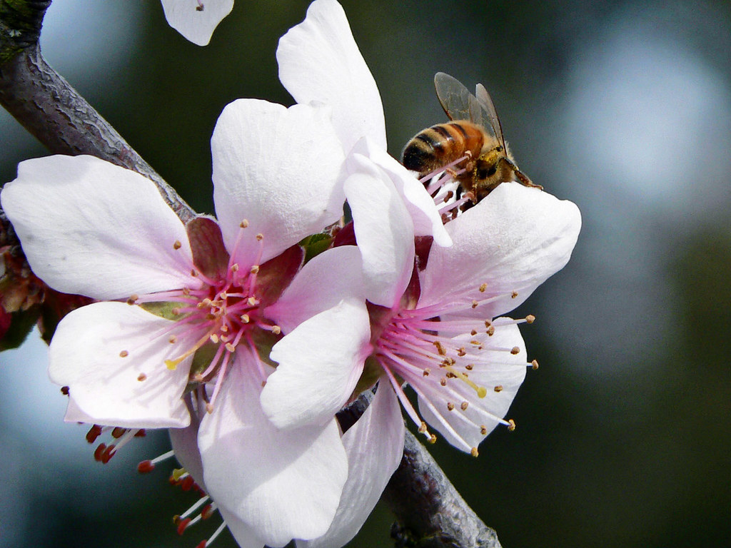 pollination Almond blossoms with bee, in my backyard. Brenda