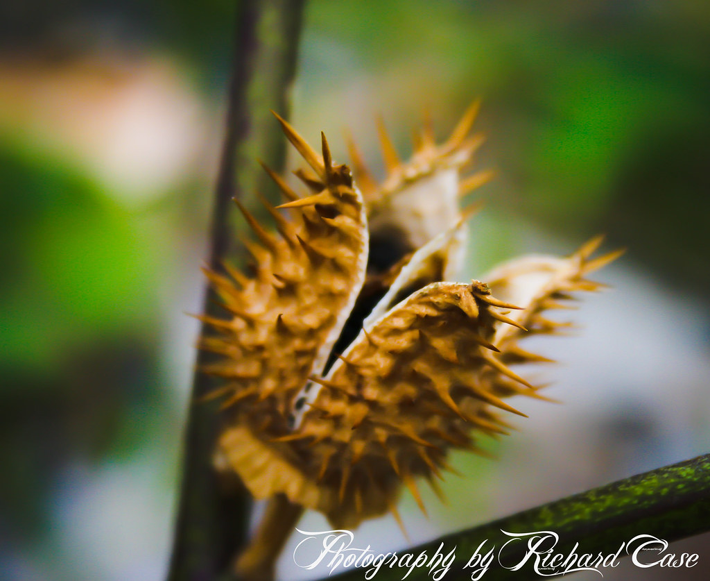 Nightshade Bloom up Close Richard Case TBOC Flickr