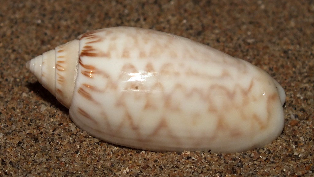 Netted olive snail (Oliva (Strephona) reticularis) Flickr